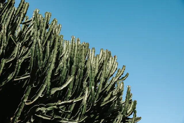Canary Islands 01